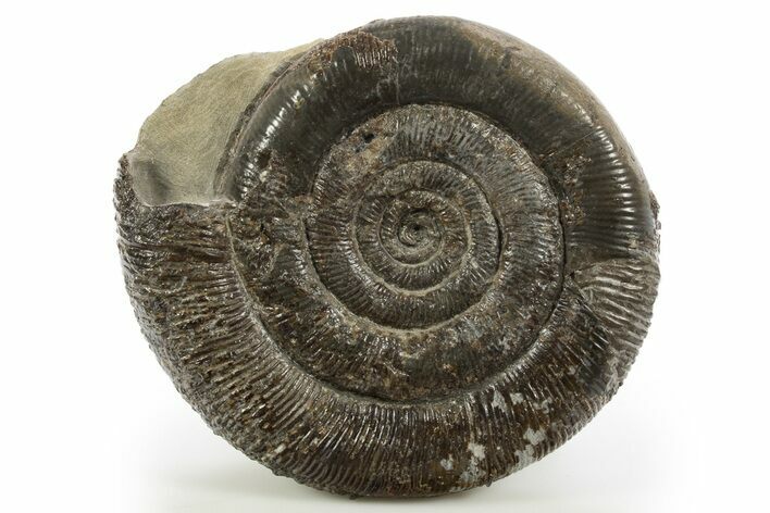 Jurassic Ammonite (Dactylioceras) Fossil - England #316401